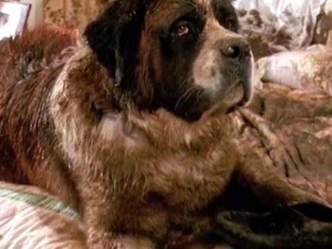 รีวิว Beethoven (1992) บีโธเฟ่น หมาน้อยแสนซน