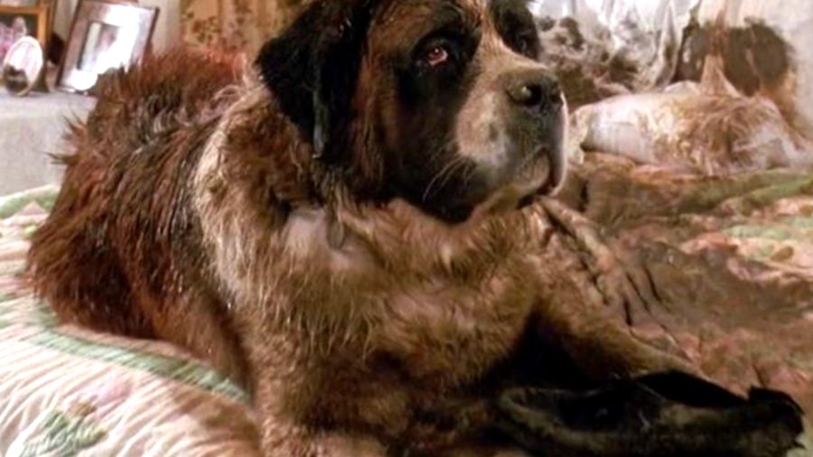 รีวิว Beethoven (1992) บีโธเฟ่น หมาน้อยแสนซน